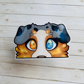 Blue merle tan aussie Blue merle tan aussie